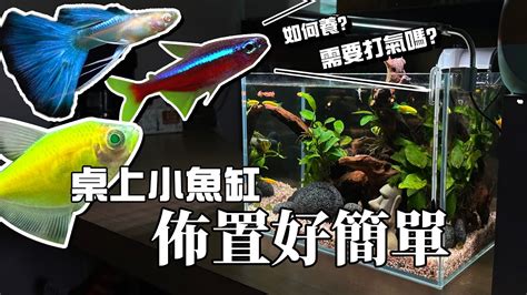 金魚:wysuwtt6-nk= 魚缸|新手設缸：養魚必備的7個設備